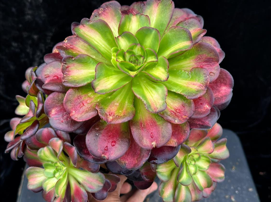 4 ON SALE-AEONIUM-UNIQUE 12-KILIMANJARO VARIEGATED