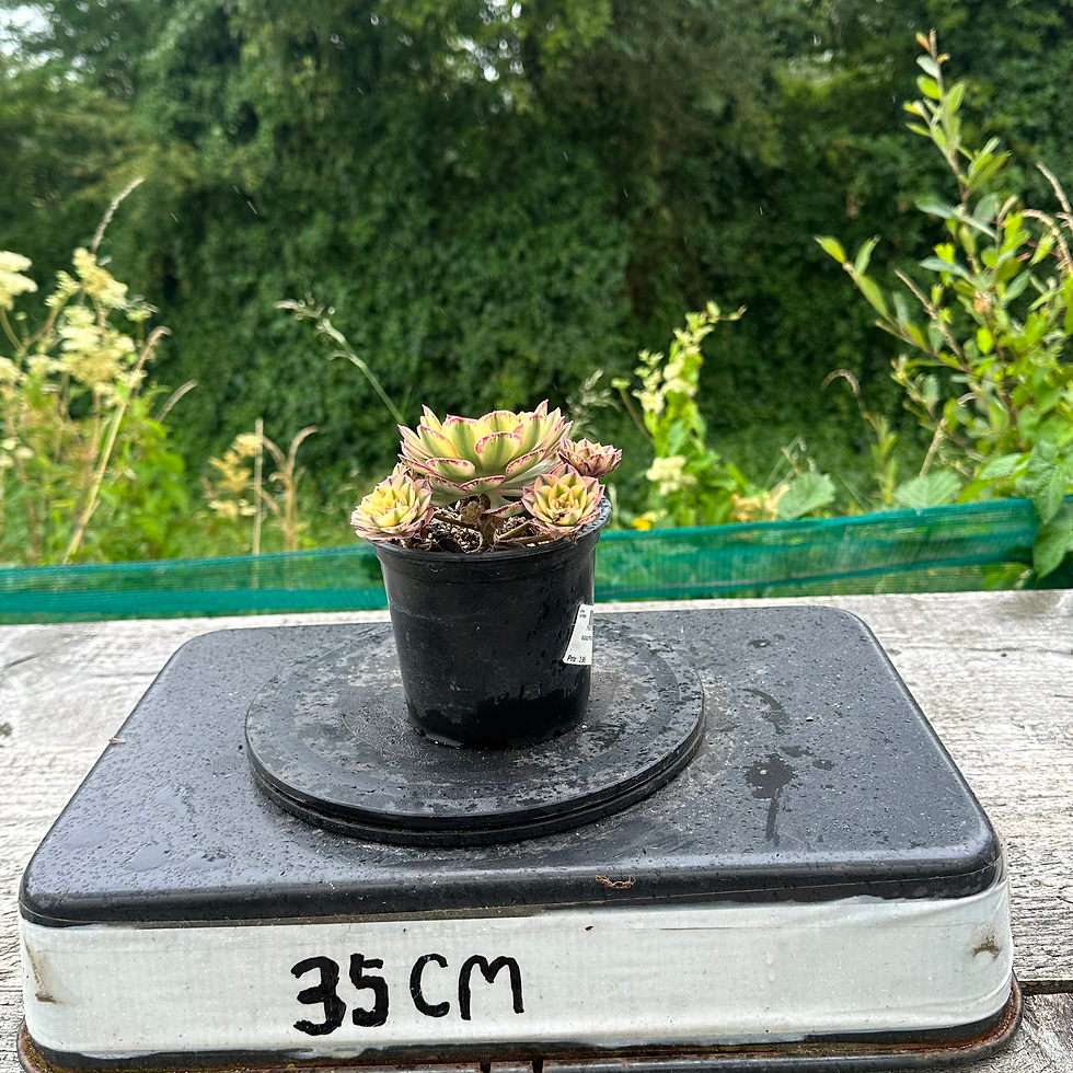 Thumbnail: 21 ON SALE-AEONIUM-UNIQUE 19-SUN GOD VARIEGATED