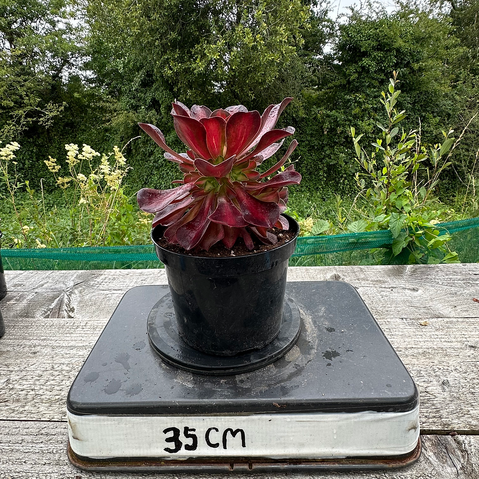 Thumbnail: AEONIUM-UNIQUE 3-QUEEN NINA VARIEGATED