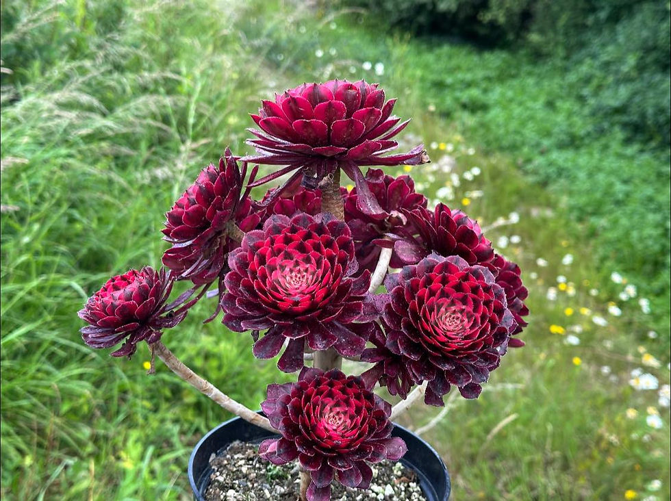 Thumbnail: AEONIUM-UNIQUE 5-MOONLIGHT VARIEGATED