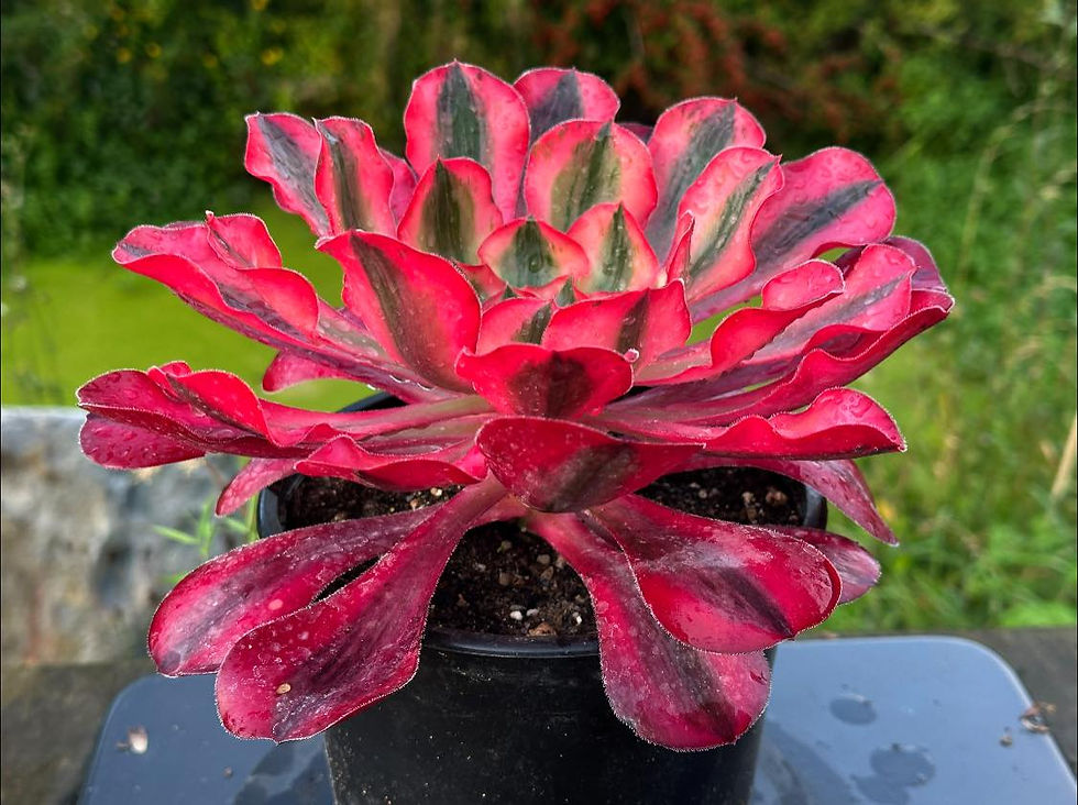 Thumbnail: AEONIUM-UNIQUE 15-NEW ALICE VARIEGATED