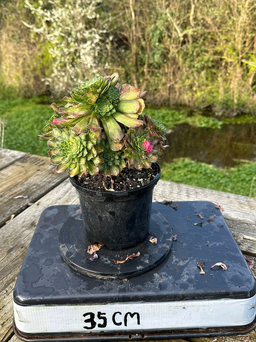 Thumbnail: 10 ON SALE-AEONIUM-UNIQUE 20-ZHIFOU VARIEGATED