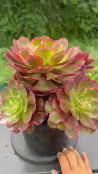Thumbnail: 26 ON SALE-AEONIUM-UNIQUE 24-NIGHT BANQUET VARIEGATED