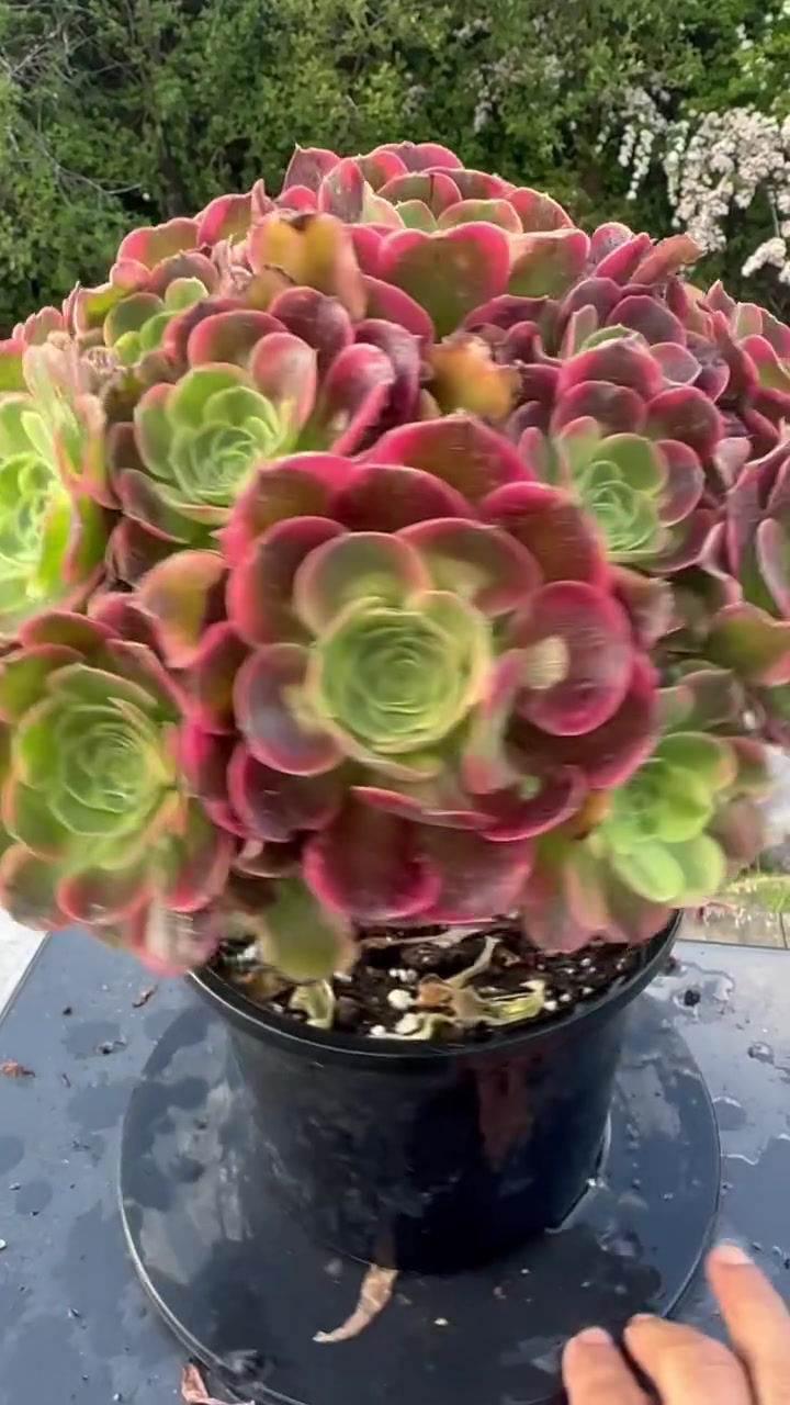 Thumbnail: AEONIUM-UNIQUE 2-TESLA VARIEGATED