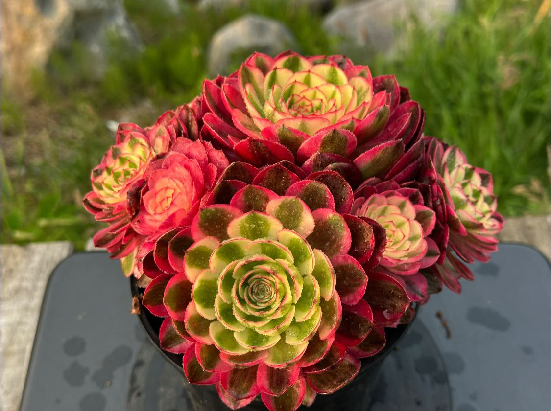 AEONIUM-UNIQUE 49-QINGCHENG VARIEGATED