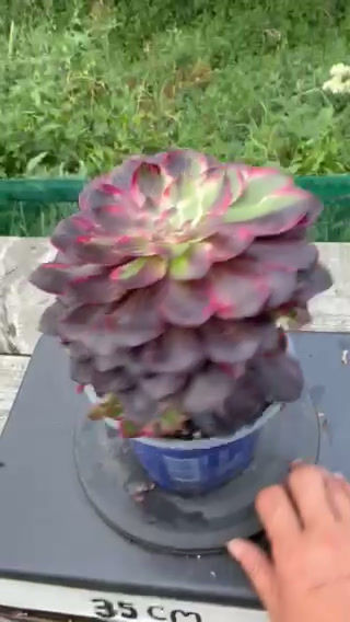 Thumbnail: 25 ON SALE-AEONIUM-UNIQUE 8-FLUSH VARIEGATED