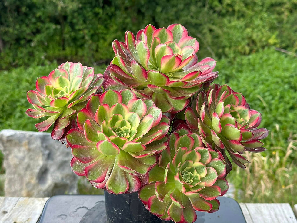 Thumbnail: AEONIUM-UNIQUE 11-ANNA VARIEGATED