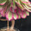 Thumbnail: 2 ON SALE-AEONIUM-UNIQUE 34-GARNET WHITE VARIEGATED