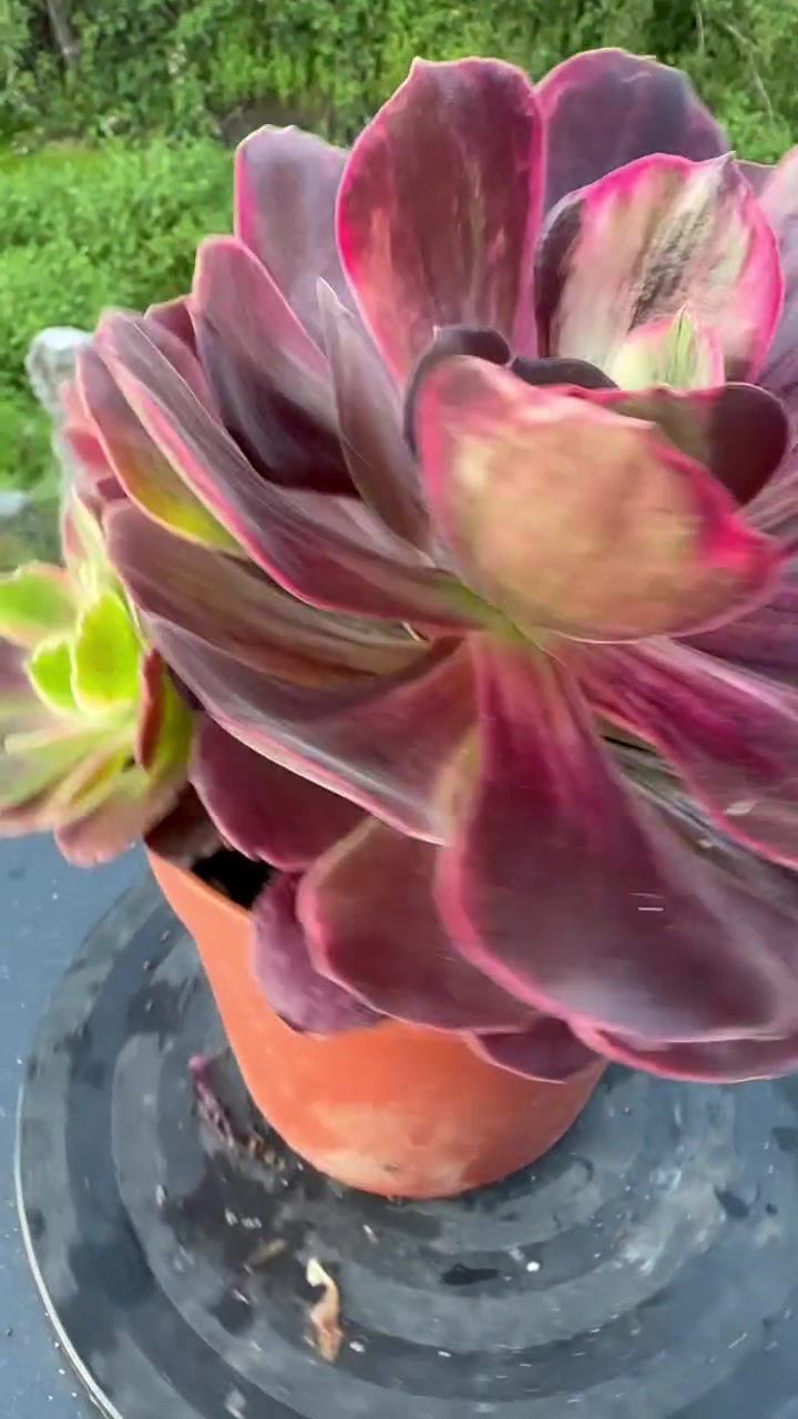 Thumbnail: AEONIUM-UNIQUE 9-AURORA VARIEGATED
