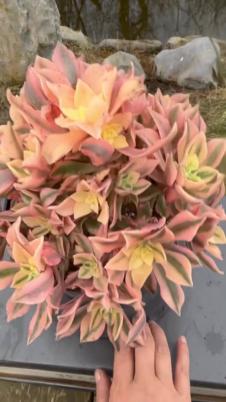 Thumbnail: UNIQUE 4-LEUCOPLEPHARUM YELLOW VARIEGATED