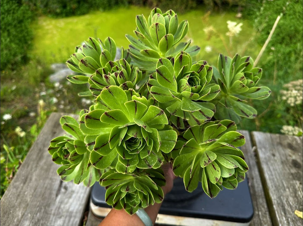 Thumbnail: AEONIUM-UNIQUE 4-GREEN FIRE VARIEGATED