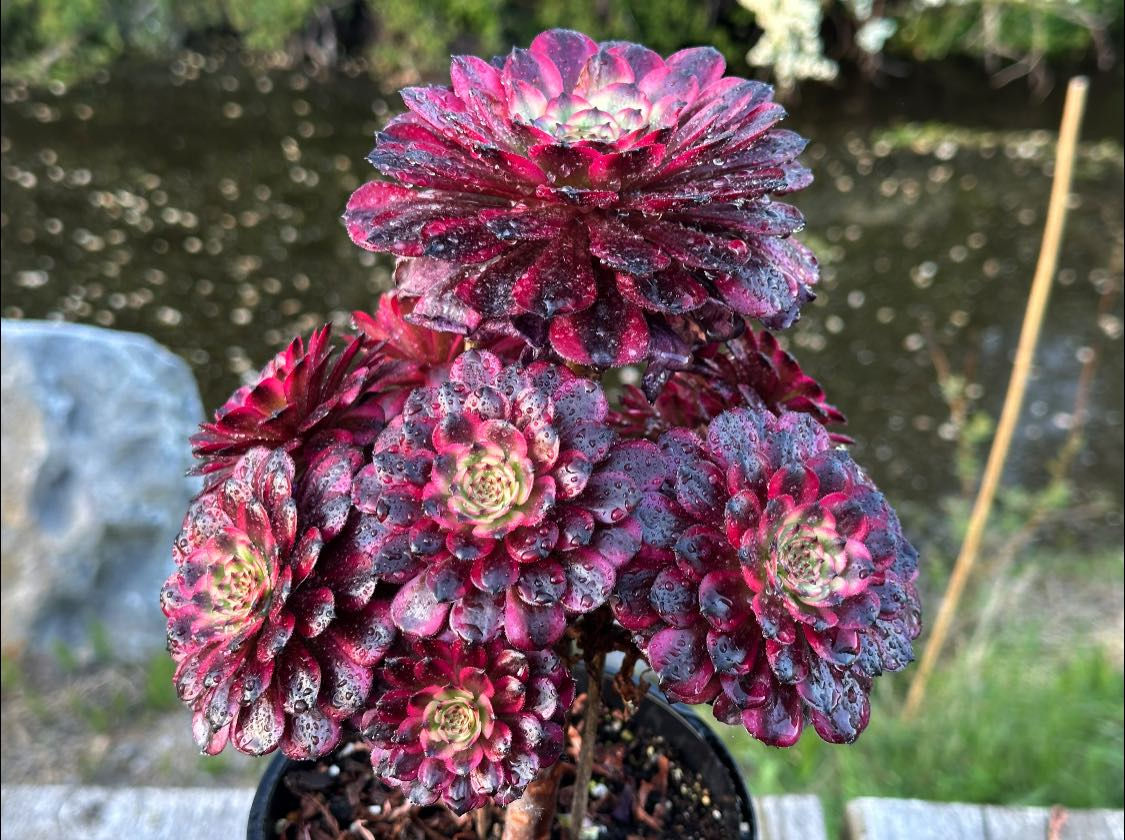 AEONIMU-UNIQUE 18-MEIJI VARIEGATED