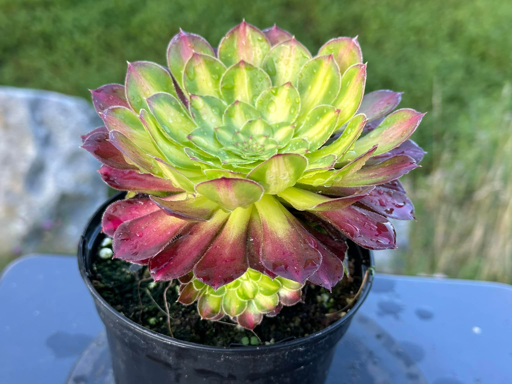 AEONIUM-ZWARTKIN YELLOW MIDDLE VARIEGATED-S
