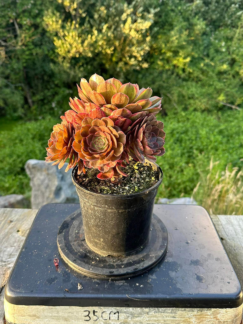 Thumbnail: AEONIUM-UNIQUE 3-HALLOWEEN CHOCOLATE VARIEGATED