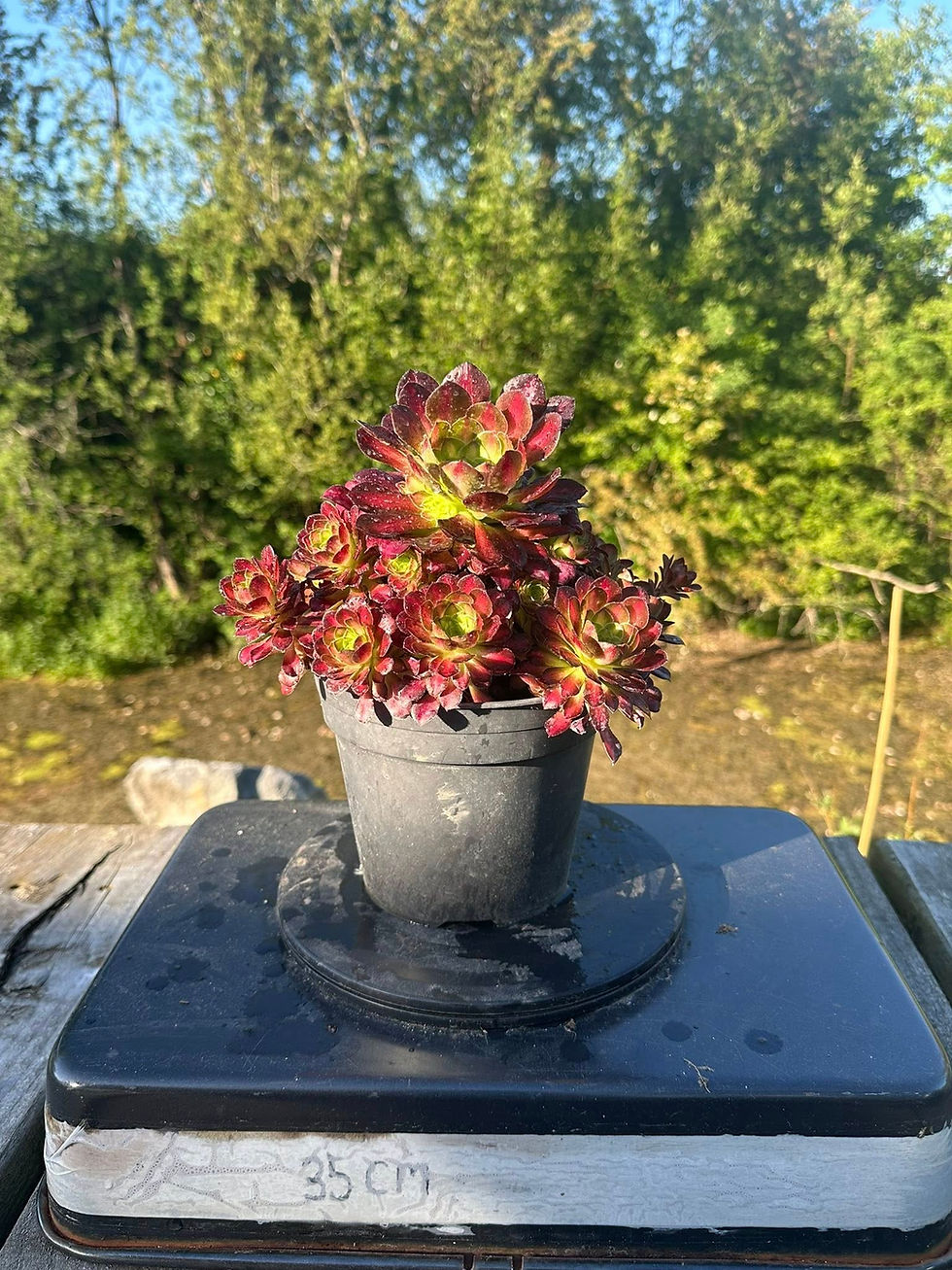 Thumbnail: AEONIUM-UNIQUE 9-ZWARTKIN YELLOW MIDDLE VARIEGATED (TONGYAN)