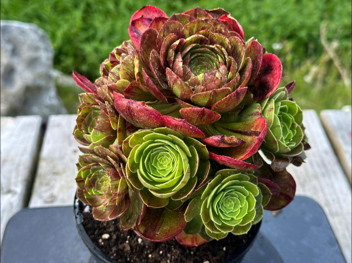 AEONIUM-UNIQUE 14-HALLOWEEN BIG BANG VARIEGATED