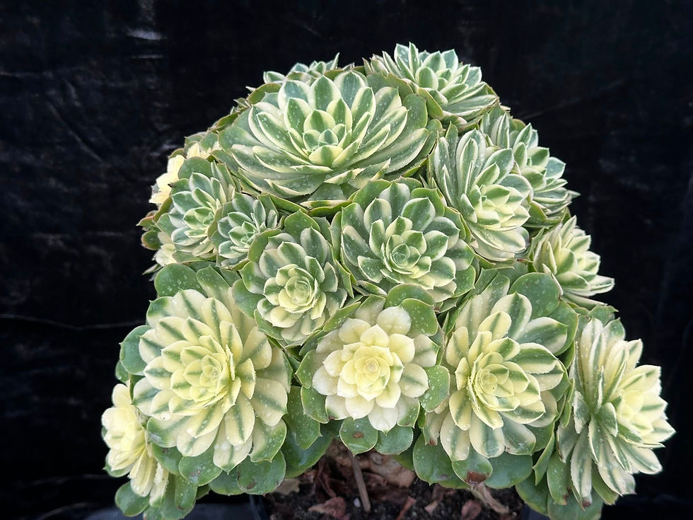 Thumbnail: AEONIUM-UNIQUE 3-SINIA VARIEGATED