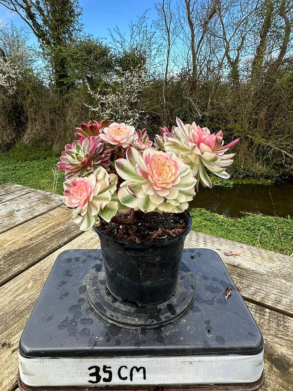 Thumbnail: AEONIUM-UNIQUE 7-SEA GOD VARIEGATED