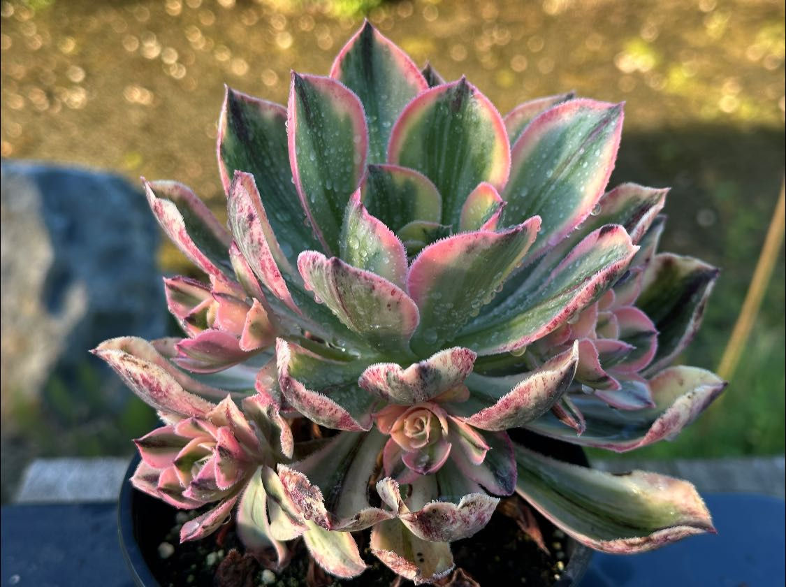 AEONIUM-MARNIERLAPOSTOLLE VARIEGATED-S