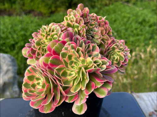 AEONIUM-UNIQUE 45-PRINCESS VARIEGATED CRESTED | Succulent Heaven
