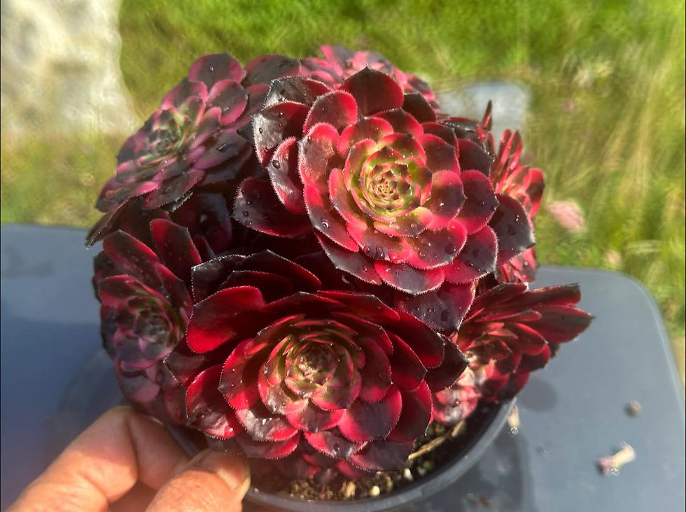 Thumbnail: AEONIUM-UNIQUE 7-MEIYA VARIEGATED