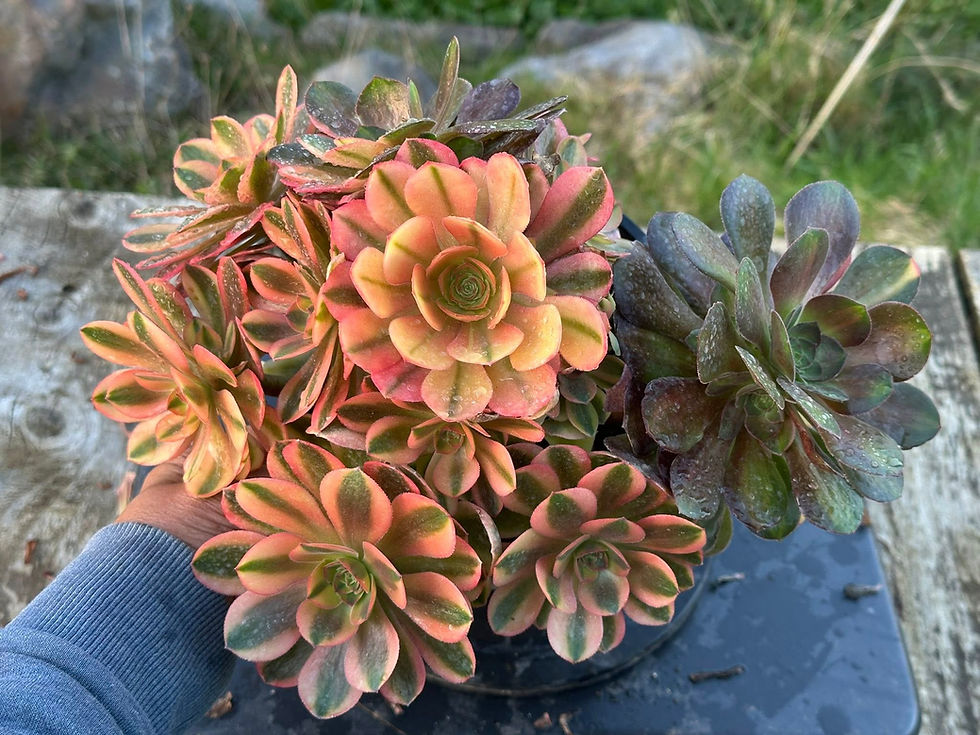 Thumbnail: AEONIUM-UNIQUE 38-VARNA VARIEGATED