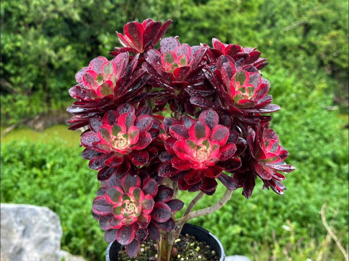 AEONIUM-UNIQUE 23-LINA VARIEGATED
