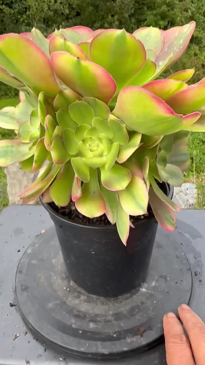 Thumbnail: AEONIUM-ATHENA VARIEGATED-S