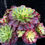 Thumbnail: AEONIUM-UNIQUE 9-VELOUR YELLOW VARIEGATED