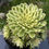 Thumbnail: AEONIUM-UNIQUE 5-JADE EXQUISITE VARIEGATED