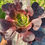 Thumbnail: AEONIUM-CUPID VARIEGATED-S