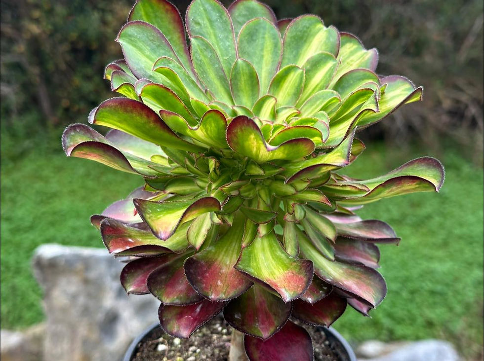 Thumbnail: AEONIUM-UNIQUE 7-CHARM VARIEGATED