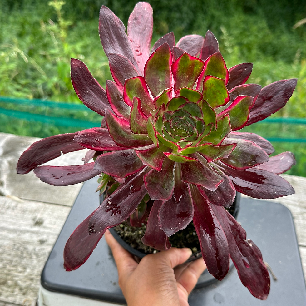 Thumbnail: AEONIUM-UNIQUE 1-VOODOO PURPLE FIRE VARIEGATED