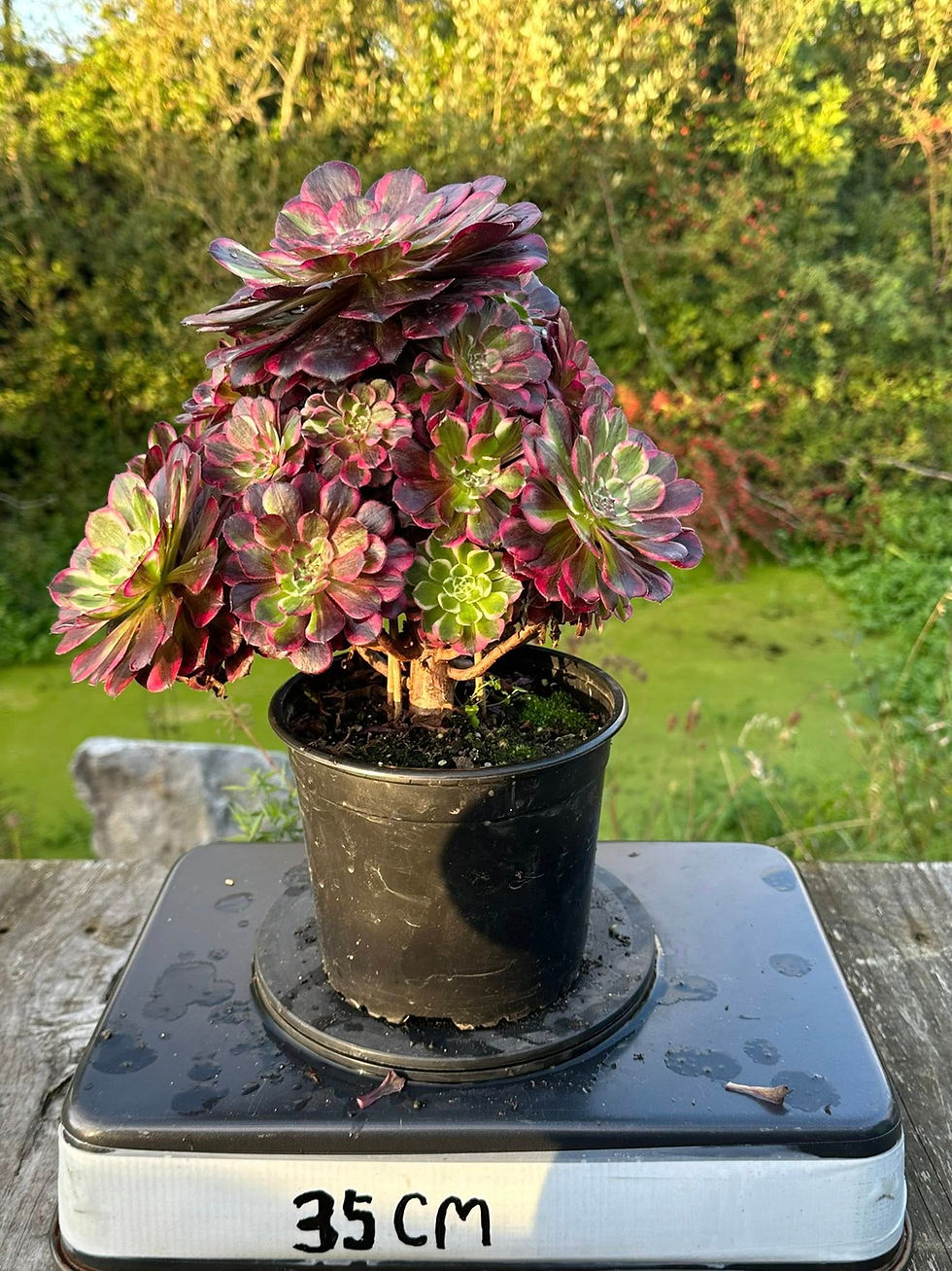 Thumbnail: AEONIUM-UNIQUE 4-FLUSH VARIEGATED