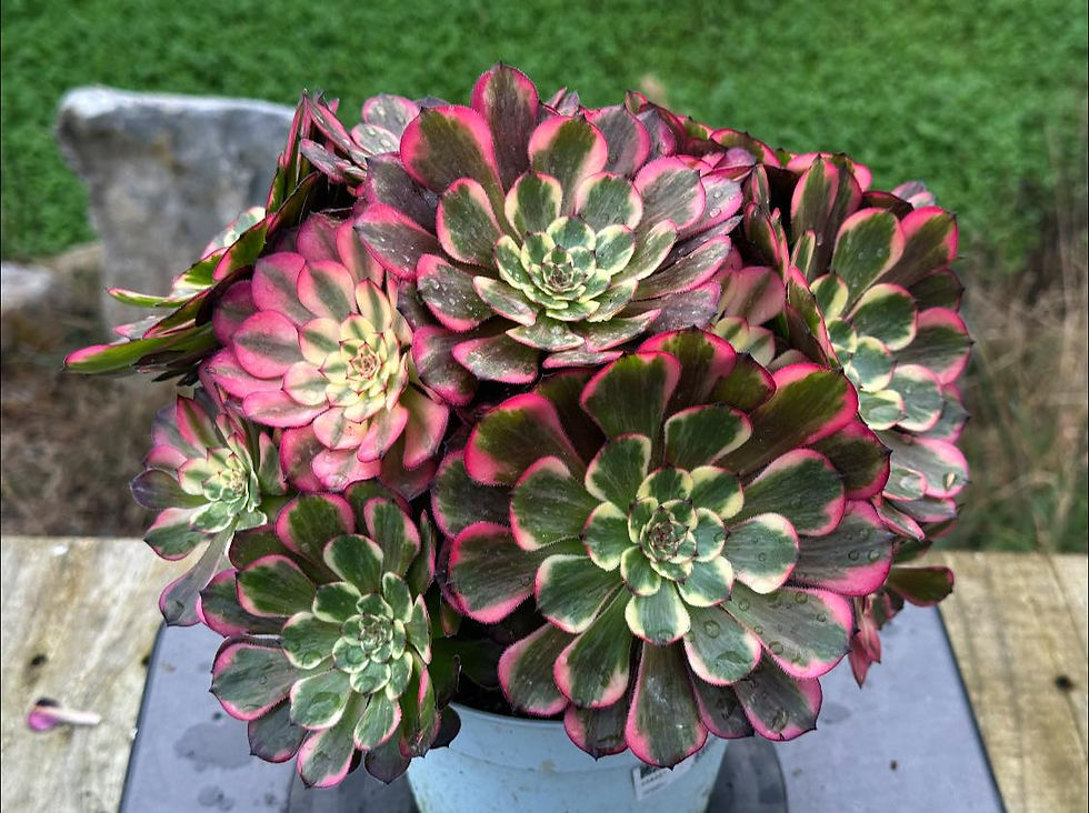 Thumbnail: AEONIUM-UNIQUE 25-FIREWORKS (MELON TARO) VARIEGATED