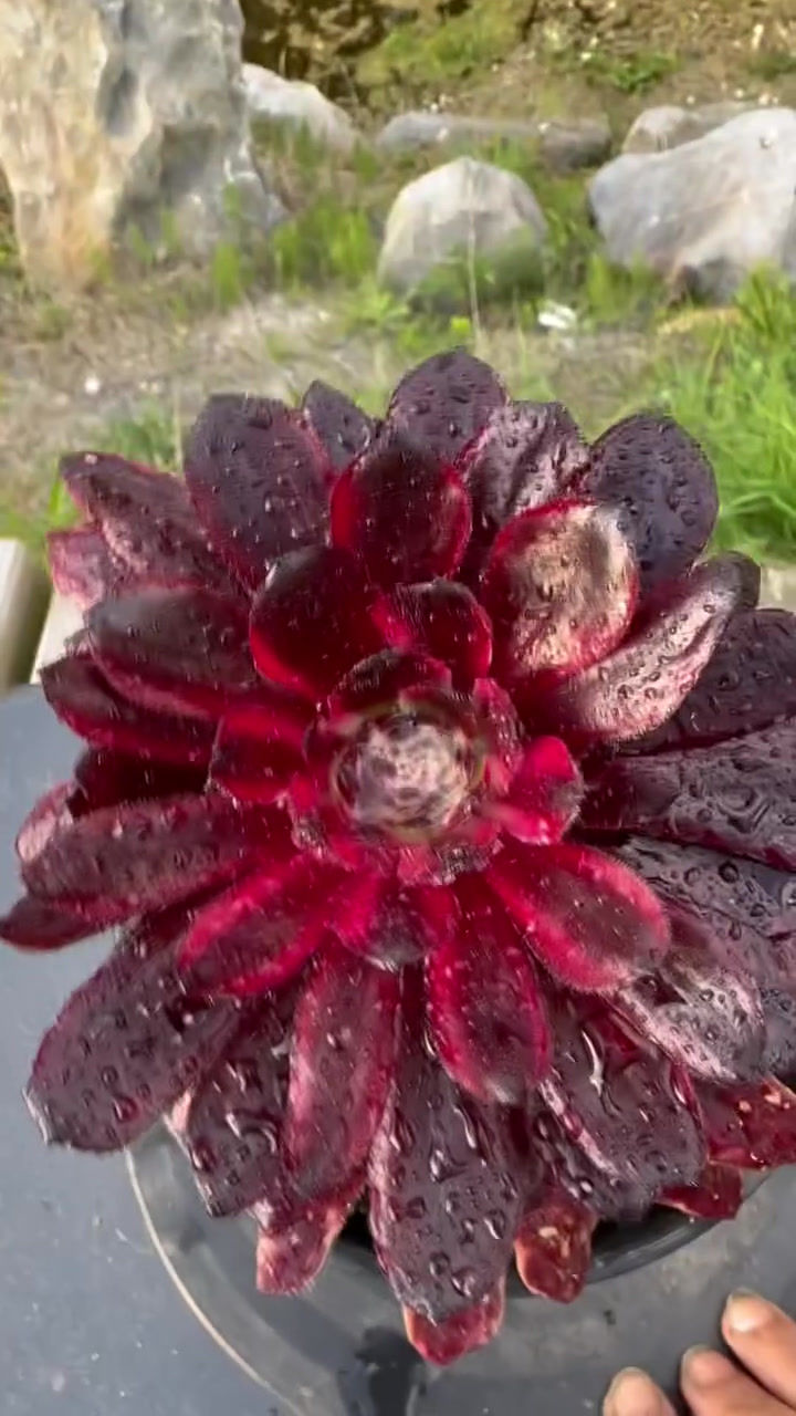 Thumbnail: AEONIUM-RED RABBIT VARIEGATED-S