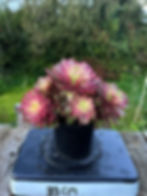 Thumbnail: AEONIUM-UNIQUE 3-BERRY VARIEGATED