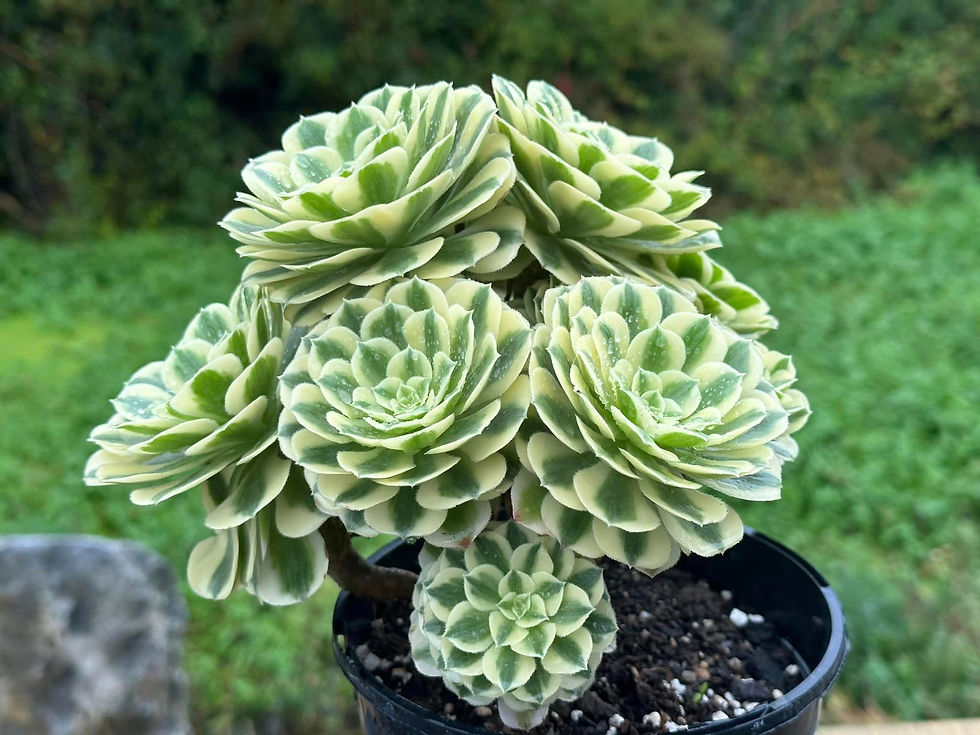 AEONIUM-UNIQUE 5-MANBACH VARIEGATED