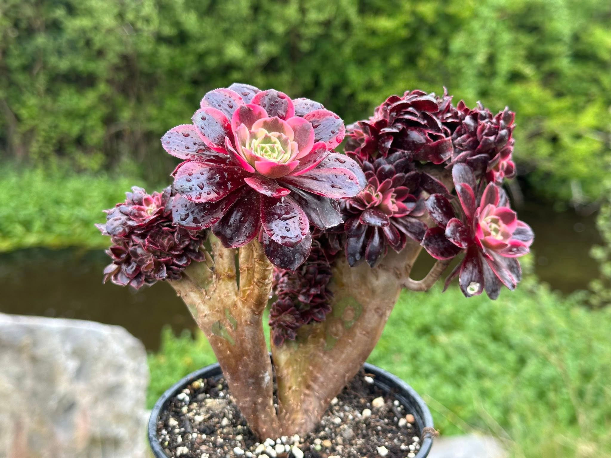 AEONIUM-UNIQUE 38-MEDUSA VARIEGATED