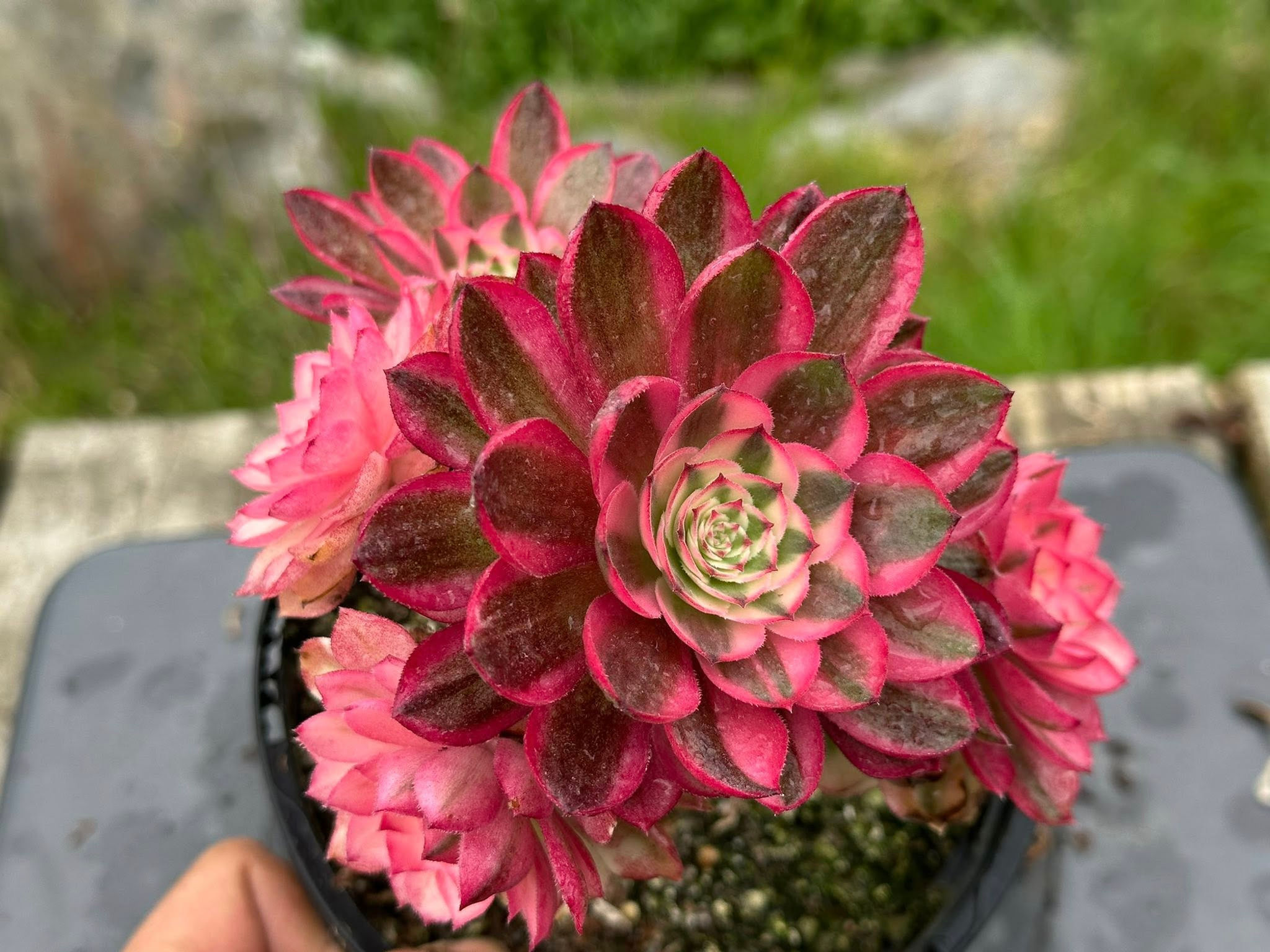 12 ON SALE-AEONIUM-UNIQUE 65-QINGCHENG VARIEGATED