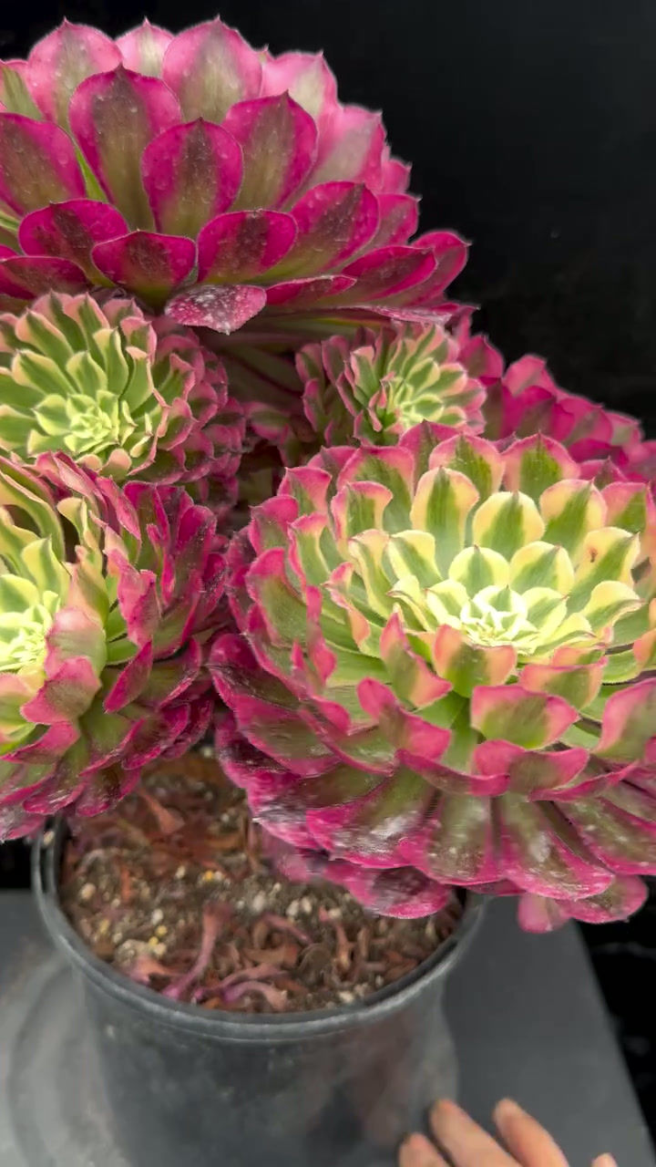 Thumbnail: 2 ON SALE-AEONIUM-UNIQUE 36-GARNET WHITE VARIEGATED