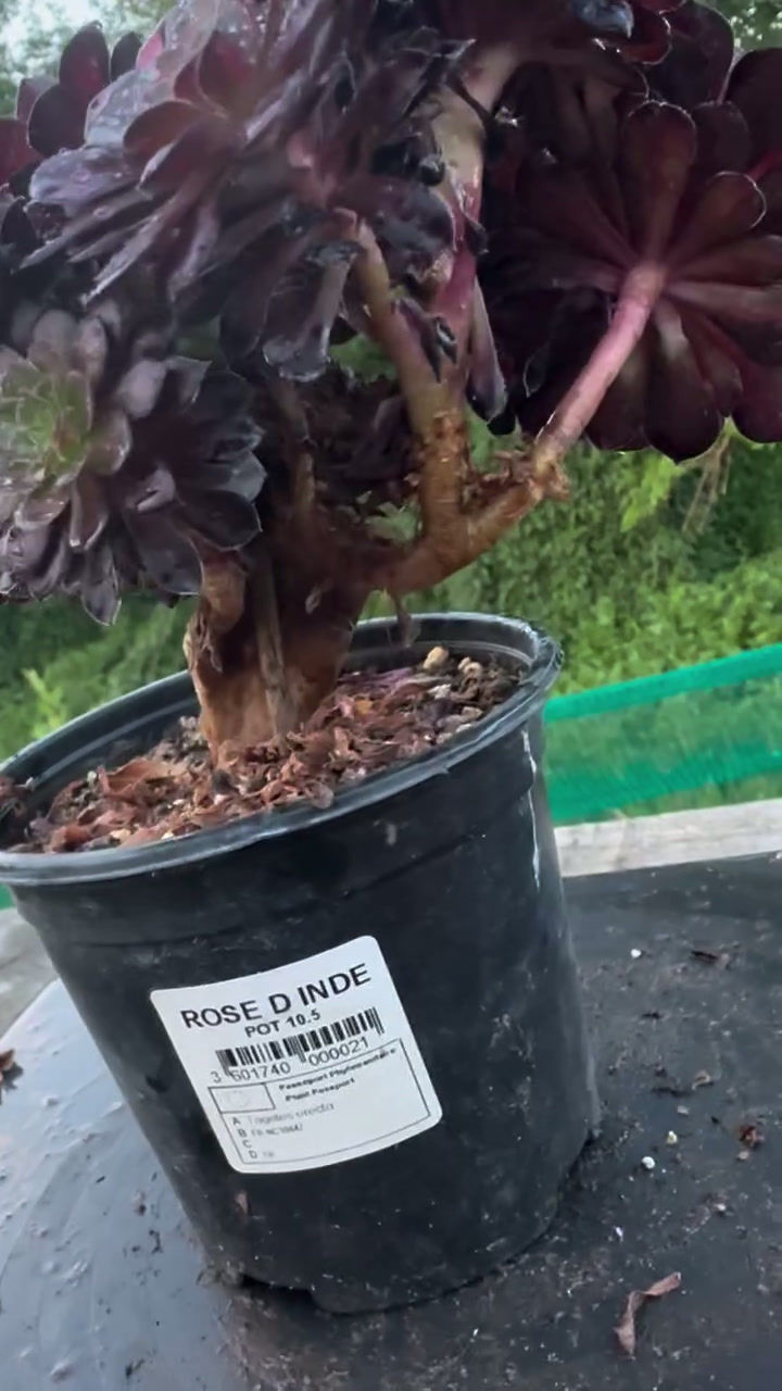 Thumbnail: 15 ON SALE-AEONIUM-UNIQUE 24-SUNSET VARIEGATED CRESTED
