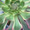 Thumbnail: AEONIUM-UNIQUE 2-DEVIL'S EYE (GRAY VOODOO) VARIEGATED