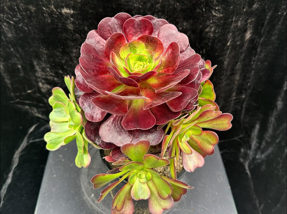 1 ON SALE-AEONIUM-UNIQUE 4-CUPID VARIEGATED