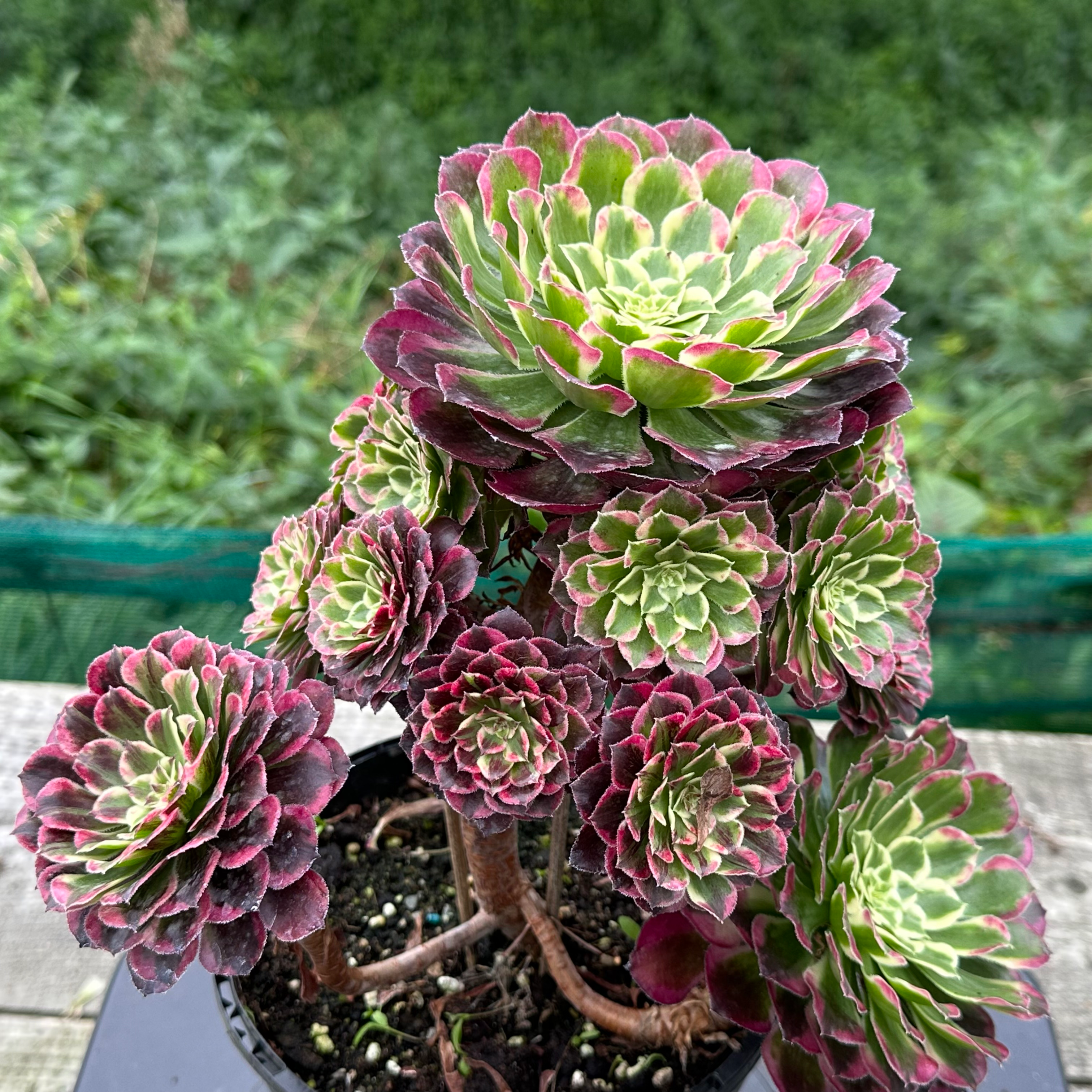 28 ON SALE-AEONIUM-UNIQUE 13-FLUSH VARIEGATED