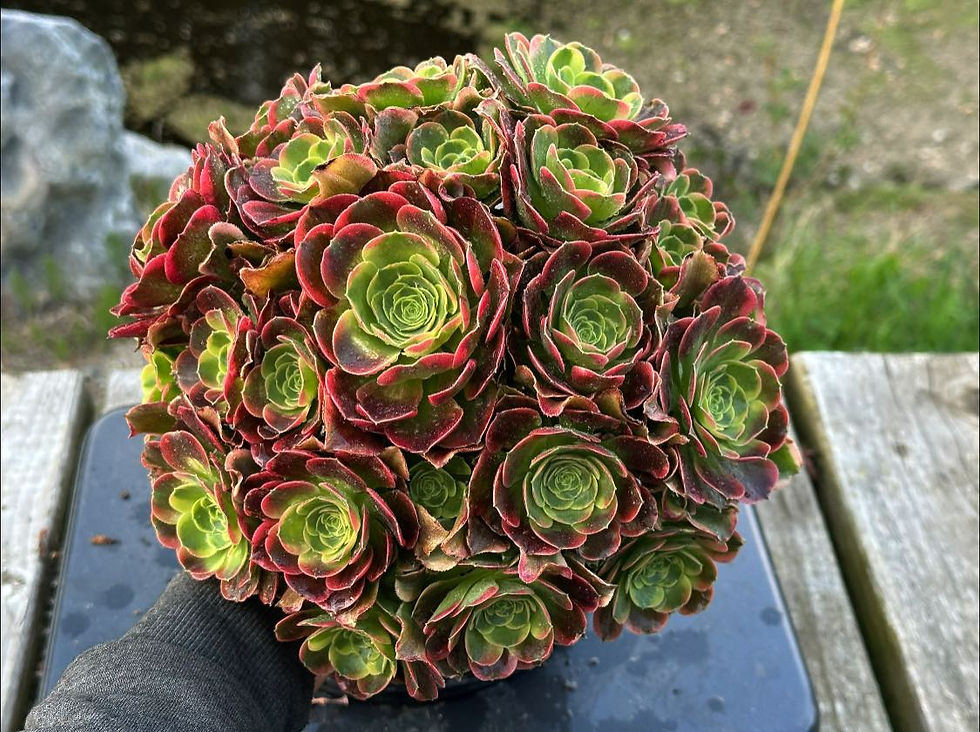 Thumbnail: AEONIUM-UNIQUE 2-TESLA VARIEGATED