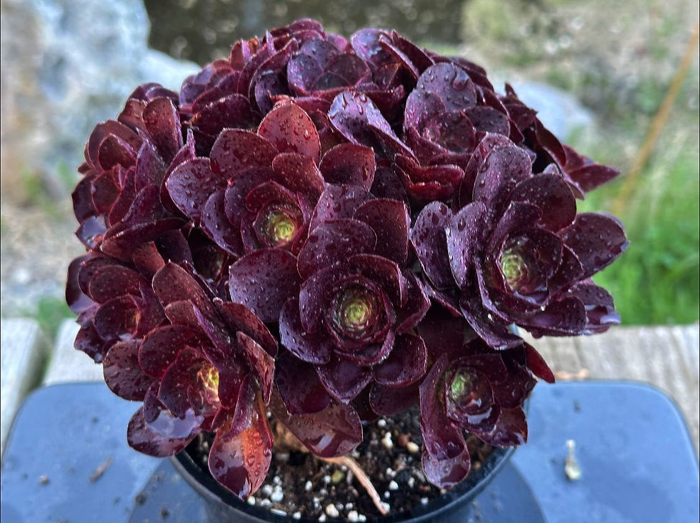 Thumbnail: AEONIUM-UNIQUE 4-GOLD ROSE VARIEGATED