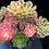 Thumbnail: 1 ON SALE-AEONIUM-UNIQUE 84-PINK WITCH VARIEGATED