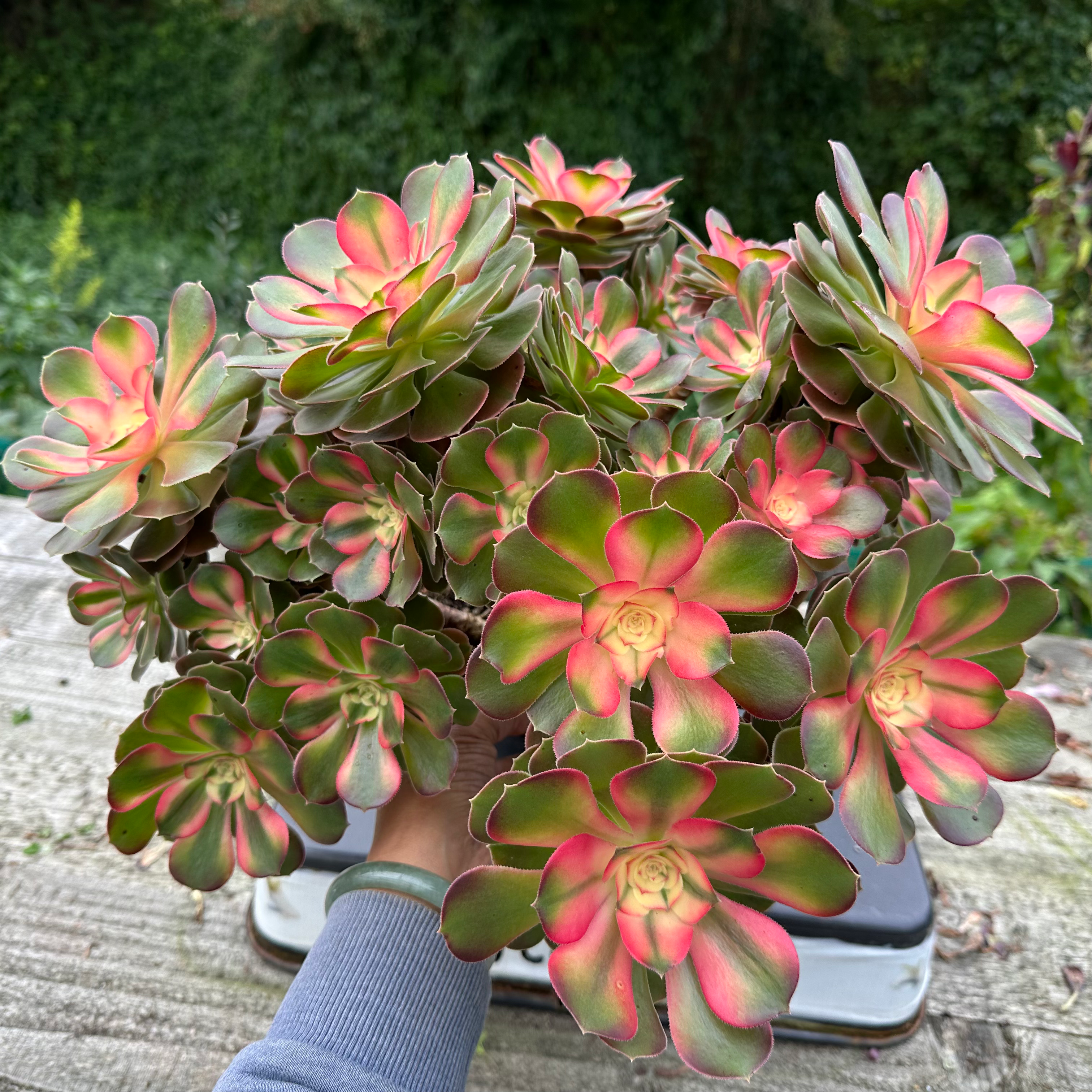 28 ON SALE-AEONIUM-UNIQUE 99-PRINCESS VARIEGATED