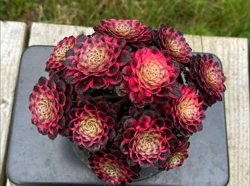 Thumbnail: AEONIUM-UNIQUE 18-FIREWORKS (MELON TARO) VARIEGATED